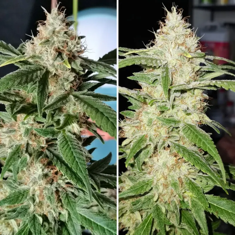 tnt trichome 02