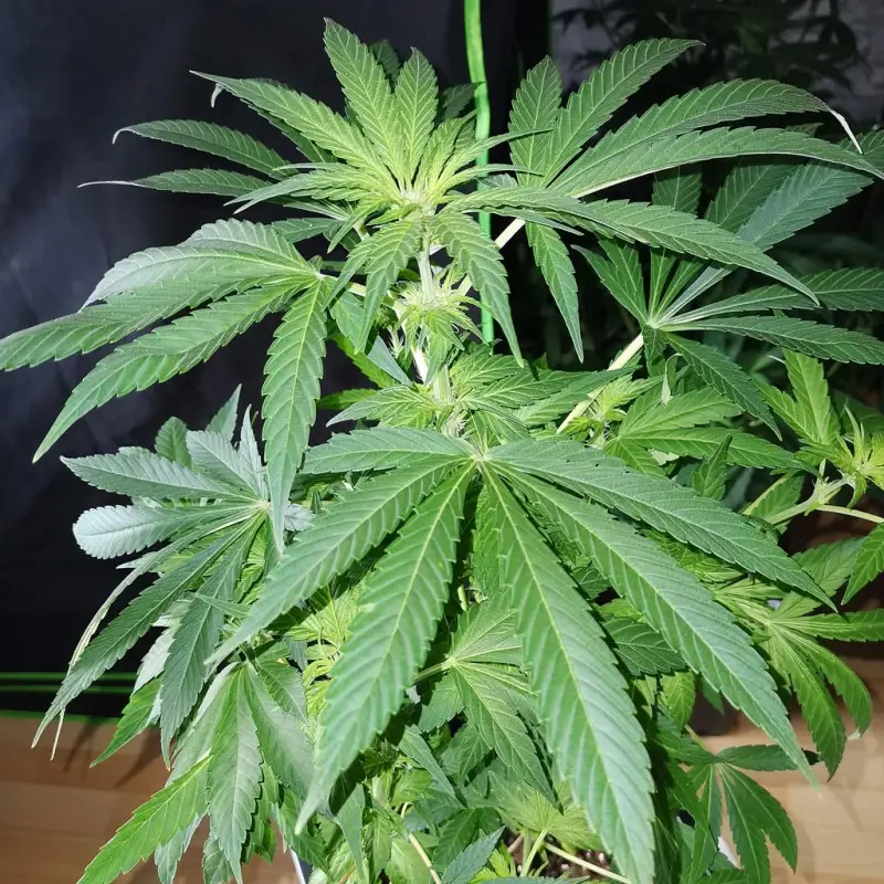 tnt trichome 03
