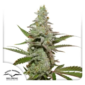 Dutch Passion Amsterdam Amnesia