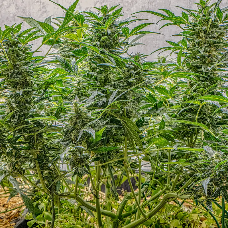 Dutch Passion Auto AK Triple Haze – Bild 2