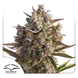 Dutch Passion Auto Blueberry