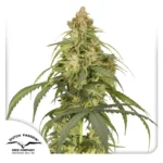 Dutch Passion Auto CBD-Victory - 3 Samen