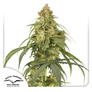 Dutch Passion Auto CBD-Victory – 3 Samen