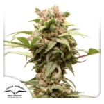 Dutch Passion Auto CBG-Force - 3 Samen