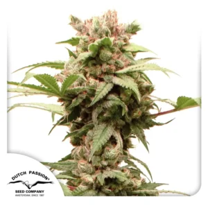 Dutch Passion Auto CBG-Force – 3 Samen