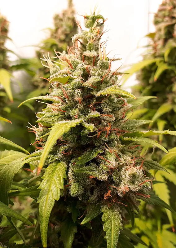 Dutch Passion Auto Critical Orange Punch – Bild 2