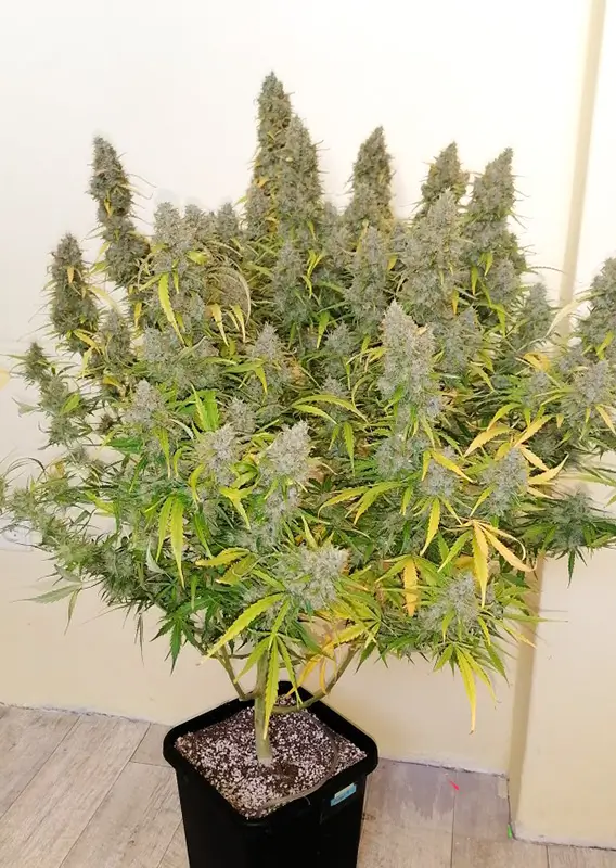 Dutch Passion Auto Critical Orange Punch – Bild 3