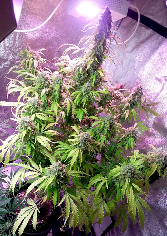 Dutch Passion Auto Daiquiri Lime – Bild 2