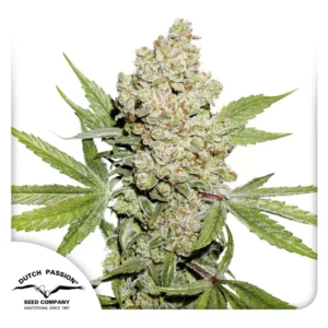 Dutch Passion Auto Lemon Kix