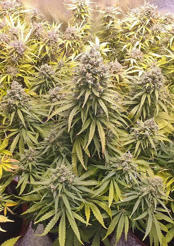 Dutch Passion Auto Lemon Kix – Bild 2