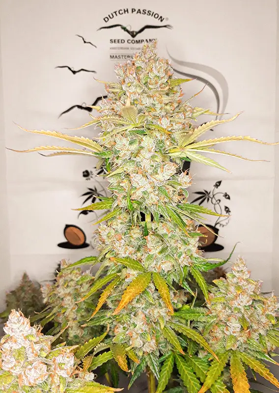Dutch Passion Auto Lemon Kix – Bild 3