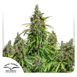 Dutch Passion Auto Mazar