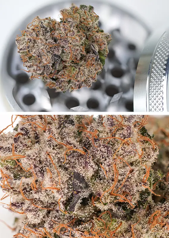 Dutch Passion Auto Mimosa Punch – Bild 2