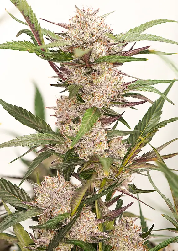 Dutch Passion Auto Mimosa Punch – Bild 3