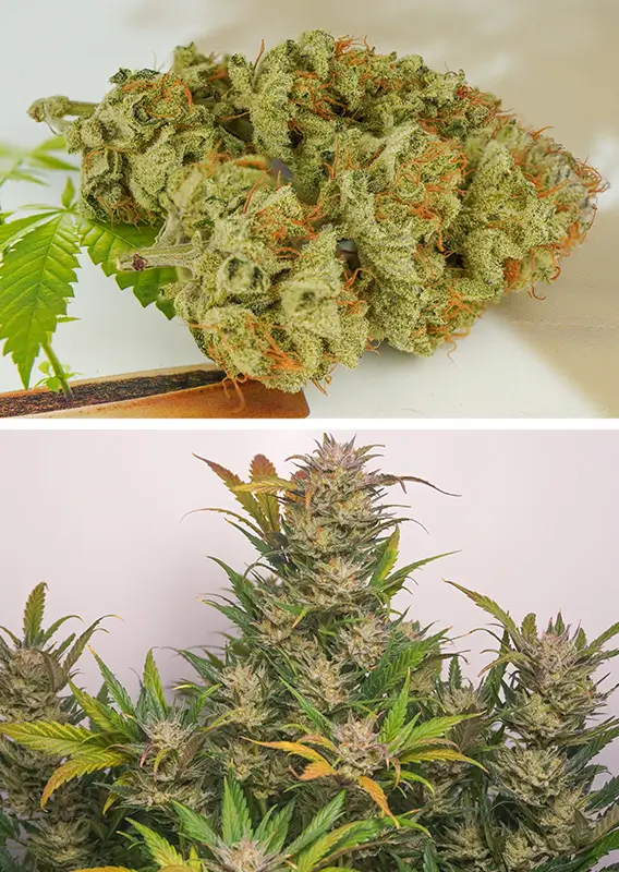 Dutch Passion Auto Mokum´s Tulip – Bild 2