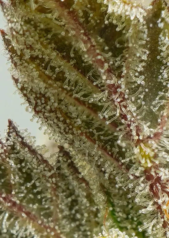 Dutch Passion Auto Mokum´s Tulip – Bild 3