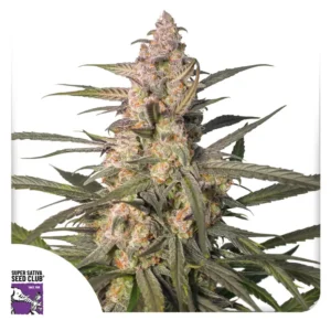 Dutch Passion Auto Northern Dragon Fuel