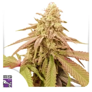 Dutch Passion Auto Purple OG Punch