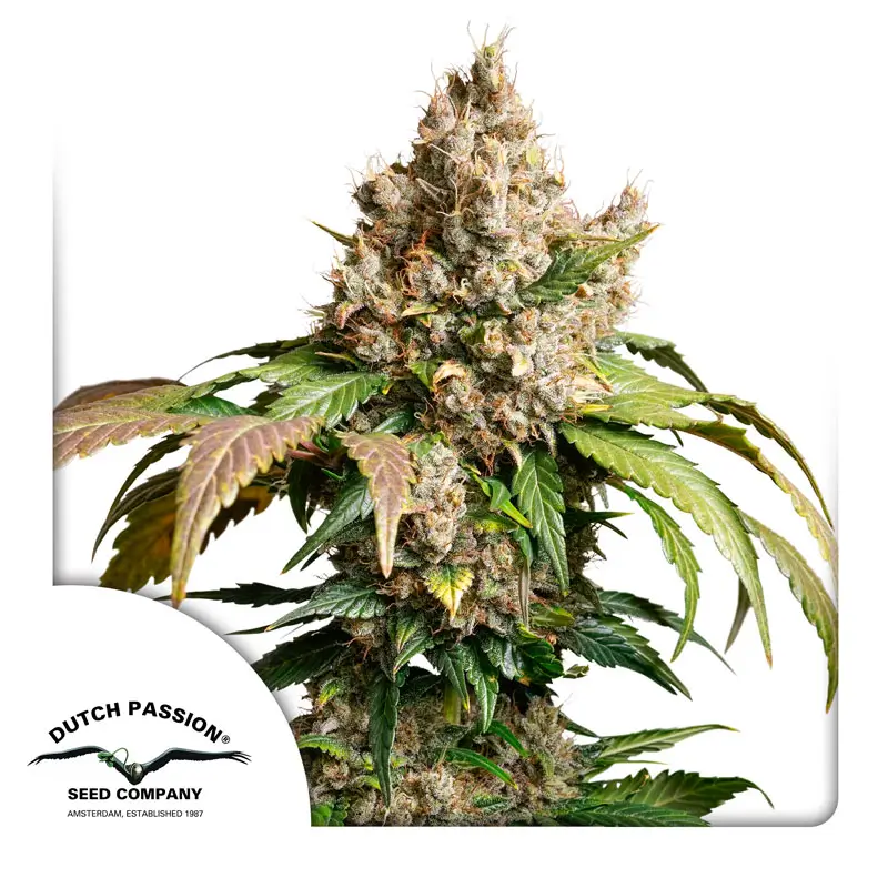 Dutch Passion Auto Red Tropicana Cookies - 3 Samen
