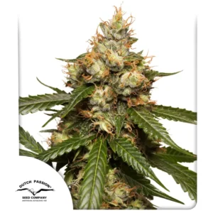 Dutch Passion Auto THC-Victory 3er Pack