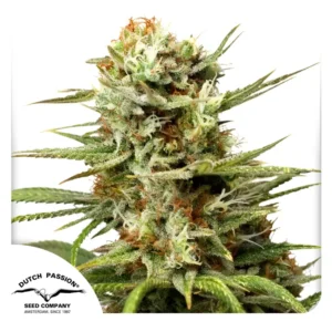 Dutch Passion Auto White Widow 3er Pack