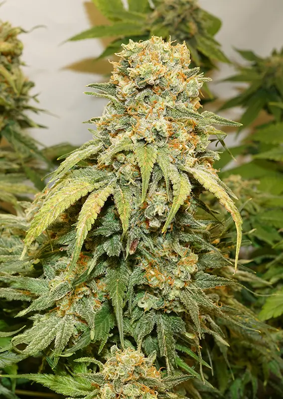 Dutch Passion Banana Blaze 3er Pack – Bild 2