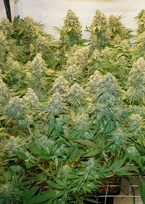 Dutch Passion Banana Blaze 3er Pack – Bild 3