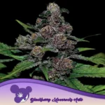 Anesia Seeds Auto Blackberry Moonrocks - 3 Samen
