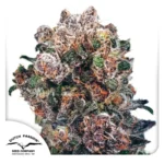 Dutch Passion Blueberry Regular