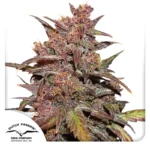 Dutch Passion CBD Auto Blackberry Kush 3er Pack