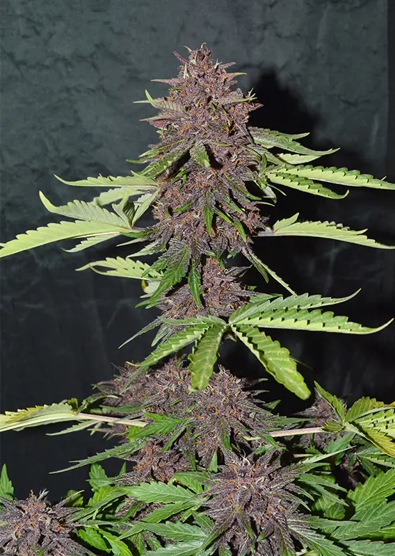 Dutch Passion CBD Auto Blackberry Kush 3er Pack – Bild 3