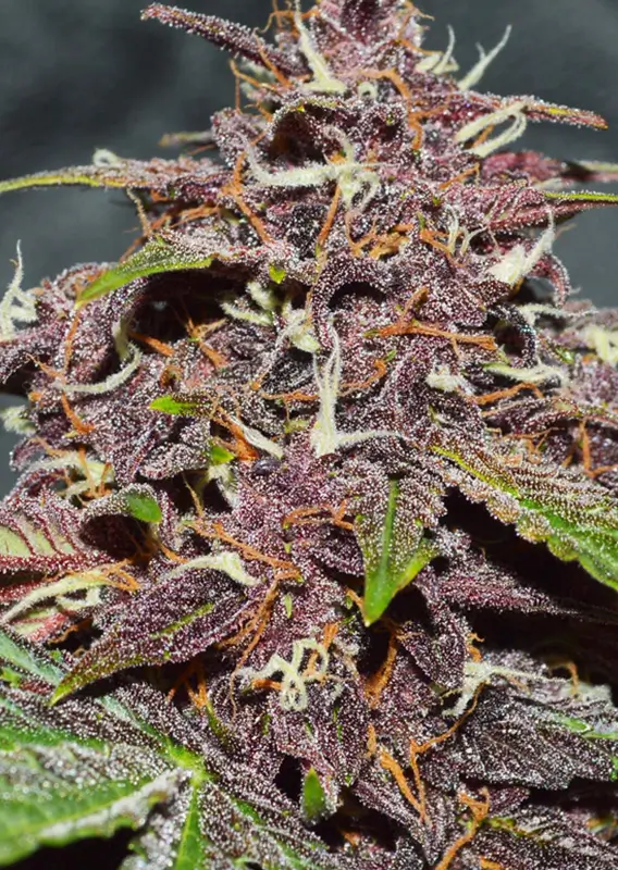 Dutch Passion CBD Auto Blackberry Kush 3er Pack – Bild 2