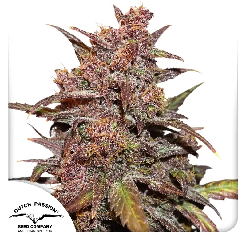 Dutch Passion CBD Auto Blackberry Kush 3er Pack
