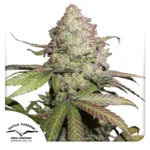 Dutch Passion CBD Auto Charlotte's Angel 3er Pack
