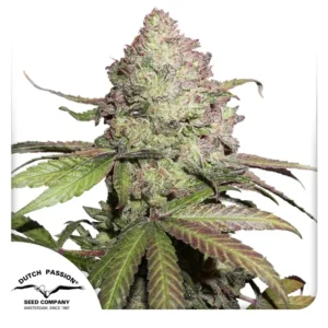 Dutch Passion CBD Auto Charlotte’s Angel 3er Pack