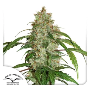 Dutch Passion CBD Auto White Widow 3er Pack