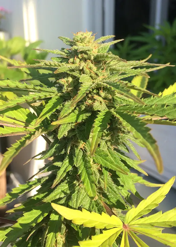 Dutch Passion CBD Auto White Widow 3er Pack – Bild 2