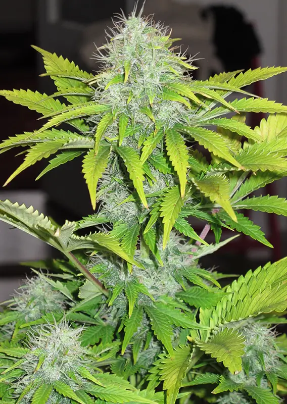 Dutch Passion CBD Auto White Widow 3er Pack – Bild 3
