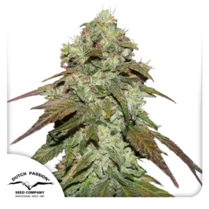Dutch Passion CBD Mazar Feminisiert – 3 Samen