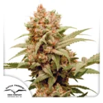 Dutch Passion CBG-Force 3er Pack