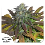Dutch Passion Californian Orange 3er Pack