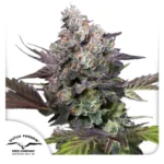 Dutch Passion Candy Bubatz XL 3er Pack