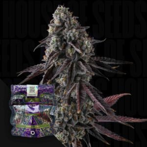 Compound Genetics Fruit Riot 3er Pack