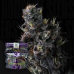 Compound Genetics Giggin' Grapes 3er Pack
