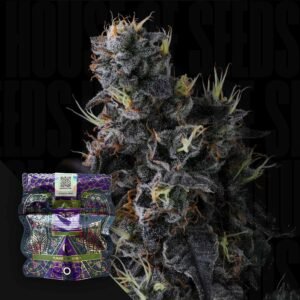Compound Genetics Giggin‘ Grapes 3er Pack