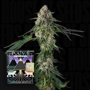 Compound Genetics Honeycomb Pavé 3er Pack