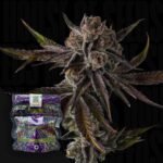 Compound Genetics Purple Preserves 3er Pack
