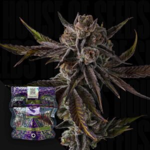 Compound Genetics Purple Preserves 3er Pack