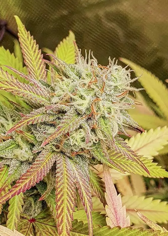 Dutch Passion Critical Orange Punch 3er Pack – Bild 3