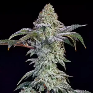 Ethos Grandpa’s Cookies #6 S1 – 5er Packung